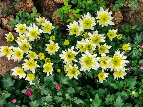 White chrysanthemums Stock Photos