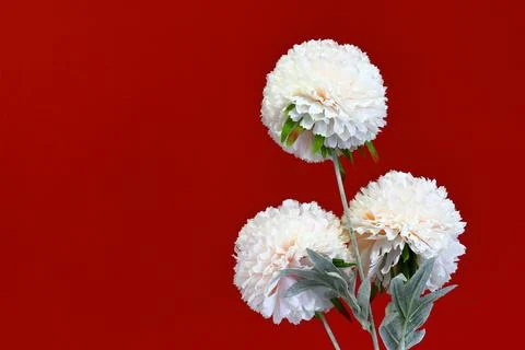 White Chrysanthemums On A Red Background Stock Photos
