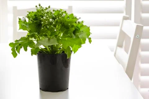White cineraria Stock Photos