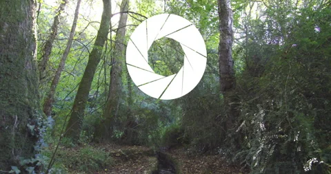White circle animation over lush green forest with sunlight filtering through Video stock 304403892