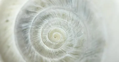 White Circular shell closeup of small snail Stock Photos