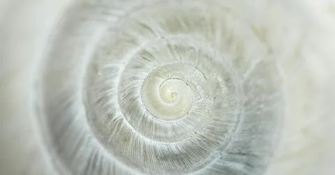 White Circular shell closeup of small snail Stock Photos