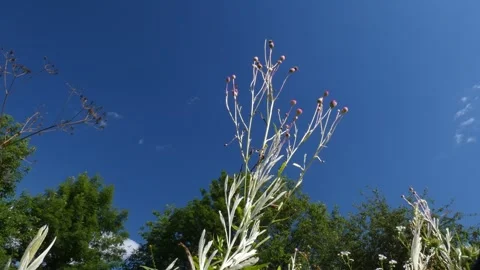 White Cirsium arvense thistle stem reaching blue sky as metaphor for uniqueness Video stock 341349360