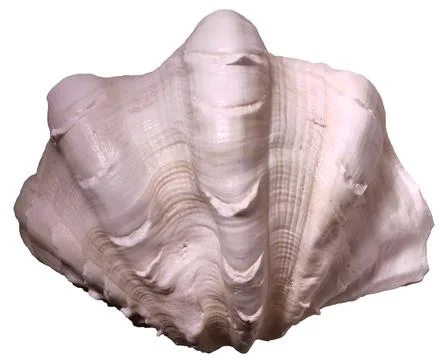 White Clam Shell Isolated On Background Stock Photos