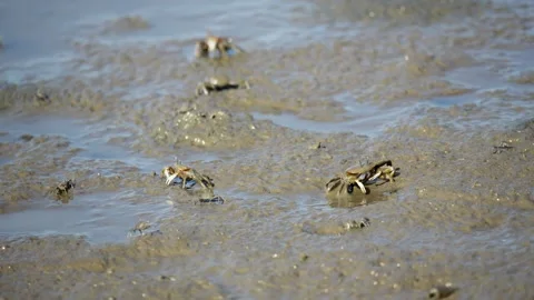 White-Clawed Crab Foraging in Muddy Habitat Stock Footage 327966475