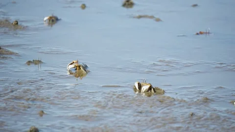 White-Clawed Crab Foraging in Muddy Habitat Stock Footage 327966533