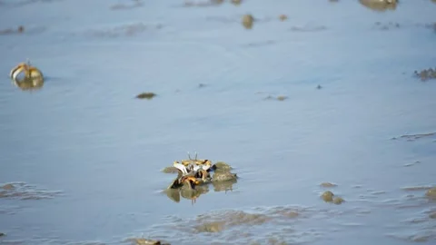 White-Clawed Crab Foraging in Muddy Habitat Stock Footage 327966876