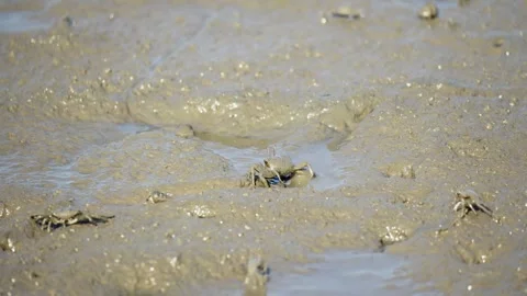 White-Clawed Crab Foraging in Muddy Habitat Stock Footage 327967044
