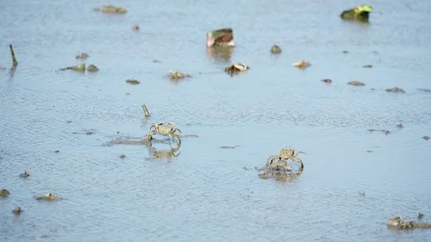 White-Clawed Crab Foraging in Muddy Habitat Stock Footage 327967068