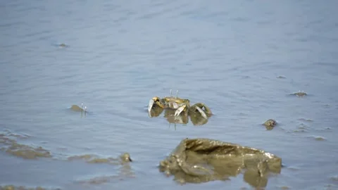 White-Clawed Crab Foraging in Muddy Habitat Stock Footage 327968221