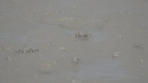 White-Clawed Crab Foraging in Muddy Habitat S log 3 10bit 422 Stock Footage 328082923
