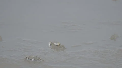 White-Clawed Crab Foraging in Muddy Habitat S log 3 10bit 422 Stock Footage 328082979