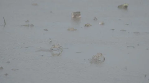 White-Clawed Crab Foraging in Muddy Habitat S log 3 10bit 422 Stock Footage 328102007