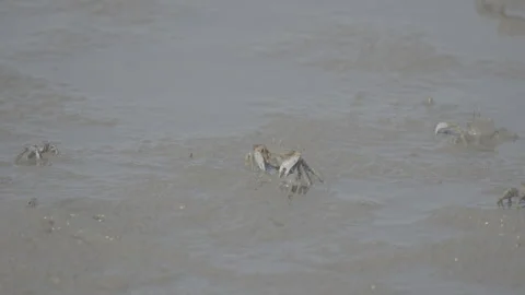 White-Clawed Crab Foraging in Muddy Habitat S log 3 10bit 422 Stock Footage 328102052