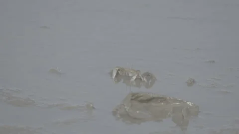 White-Clawed Crab Foraging in Muddy Habitat S log 3 10bit 422 Stock Footage 328116235