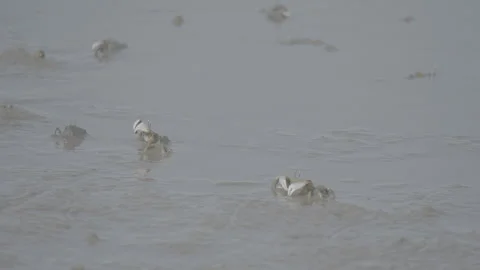 White-Clawed Crab Foraging in Muddy Habitat S log 3 10bit 422 Video stock 328132106