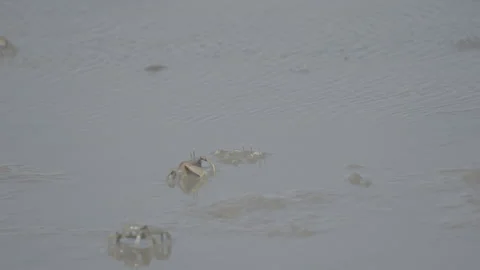 White-Clawed Crab Foraging in Muddy Habitat S log 3 10bit 422 Video stock 328132164