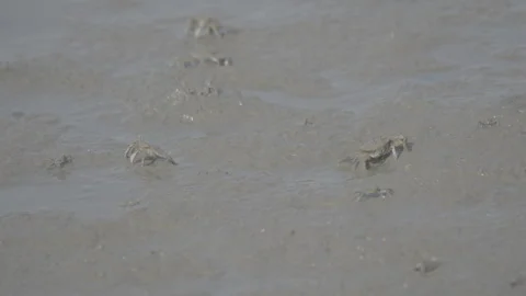 White-Clawed Crab Foraging in Muddy Habitat S log 3 10bit 422 Stock Footage 328132181