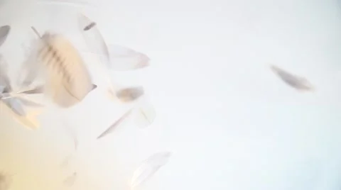 White, clear and light feathers floating softly in the air in a soft light Stock Footage