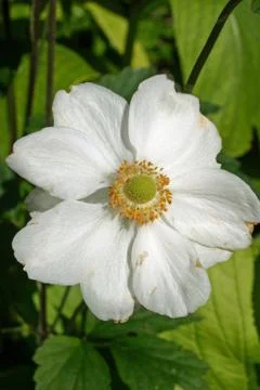 White Clematis flower Stock Photos