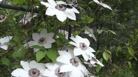 White clematis flowers that bees looking for pollen Stock Footage 62399880