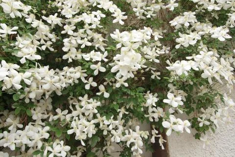 White clematis hanging over a window Stock Photos