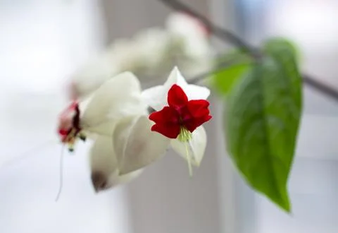 White   clerodendrum Stock Photos