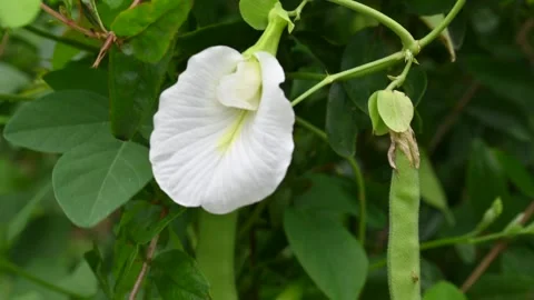 White Clitoria ternatea flower. Stock Footage 286038631
