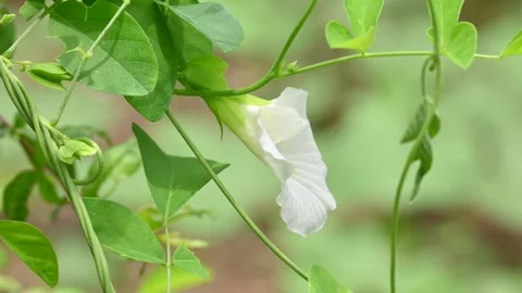 White Clitoria ternatea flower. Vídeo Stock 286124654