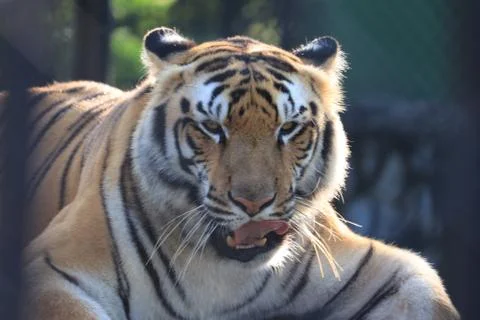 White close up[ of Tiger Stock Photos