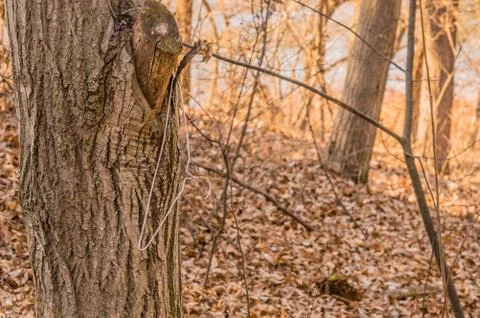 White clothes hanger in a tree Stock Photos