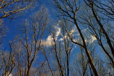 White cloud among the bare branches of large trees. Stock Photos