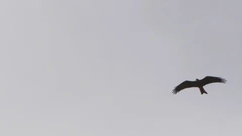 White cloud and eagle shot Stock Footage 91671315