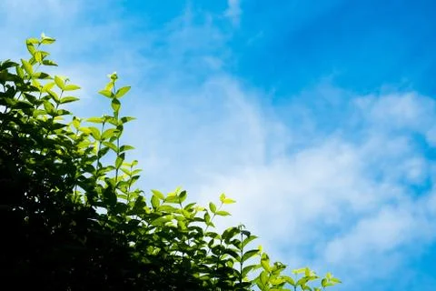 White cloud in beautiful clear blue sky with plant at frontend. it's sunny day Stock Photos