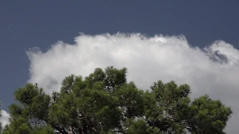 White cloud drifts across deep blue sky - Pine Treetop and Evergreen Branches Stock Footage 339819206