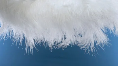 White cloud of feathers. macro close-up. Selective focus, blurred focus Stock-Footage 95288595