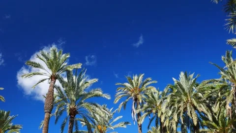 White cloud over deep blue sky passing behind a group of palm trees. Real time. Video stock 136185853