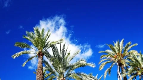 White cloud passing behind palm trees Video stock 136078108