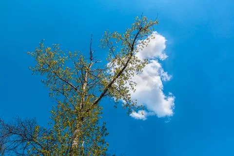 White cloud sitting on a tree Stock Photos