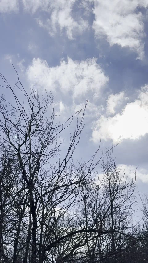 White Clouds Above Bare Winter Trees Vídeos de archivo 344883592