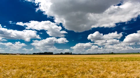 White clouds and blue sky timelapse above gold wheat field Stock Footage 89711765