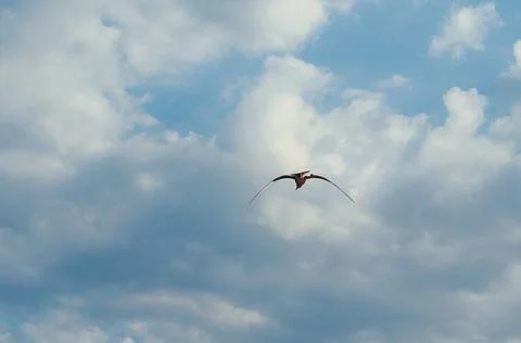 White clouds and blue sky and flying seagull Foto stock