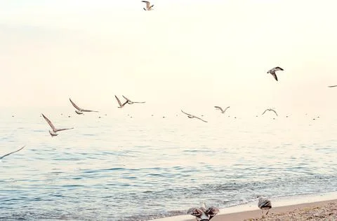 White clouds and blue sky and flying seagull Foto stock