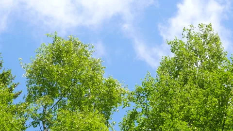 White clouds are flying across the blue sky. Timelapse. 스톡 동영상 199996155