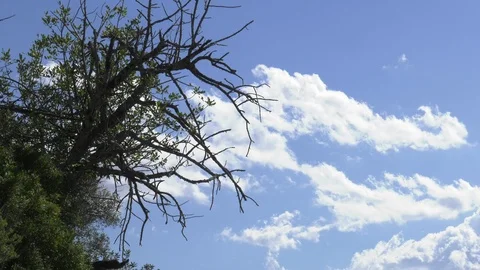White Clouds with bare tree - 4K Timelapse Video stock 106458690