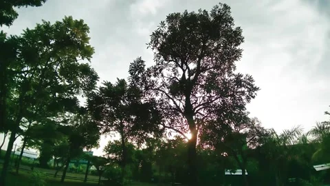 White clouds between the leaves Stock Footage 150842676