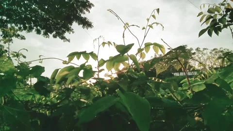 White clouds between the leaves Stock Footage 150842683