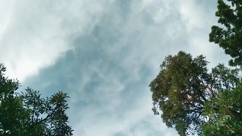 White clouds between the leaves Stock Footage 150842685