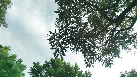 White clouds between the leaves Stock Footage 150842686