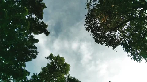 White clouds between the leaves Stock Footage 150842687